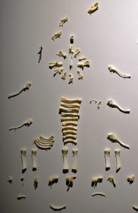 diane-dubeau-ossuaire-tableaux-de-chasse