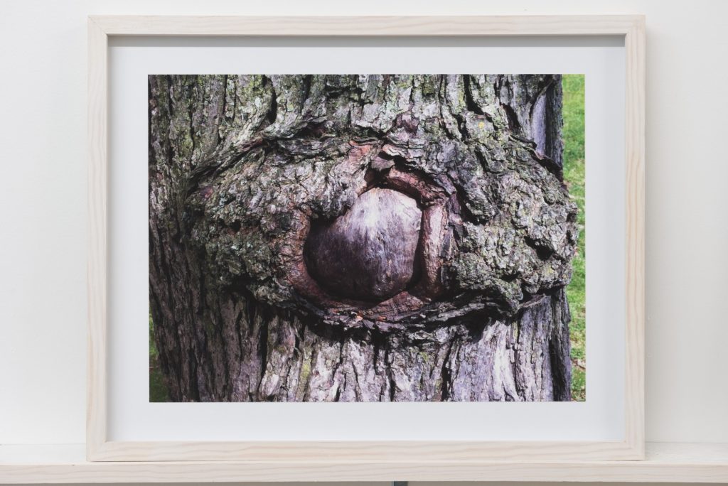 Diane Dubeau L'œil dans un arbre, projet sur la démence